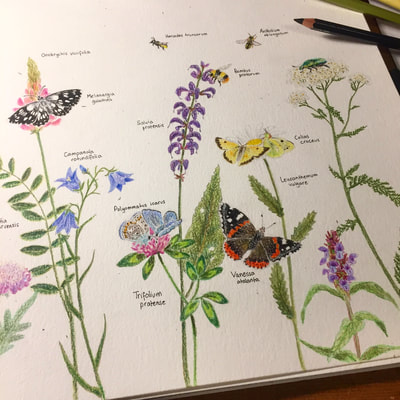 PLUS de papillons, d'insectes et de plantes communes pour illustrer un cahier pédagogique pour les enfants de la région morgienne.