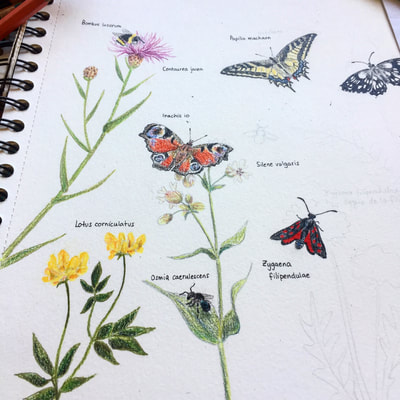 Des papillons, des insectes et des plantes communes pour illustrer un cahier pédagogique pour les enfants de la région morgienne.